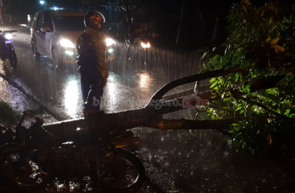 Diterjang Angin Kencang, 1 Motor Tertimpa Pohon Roboh